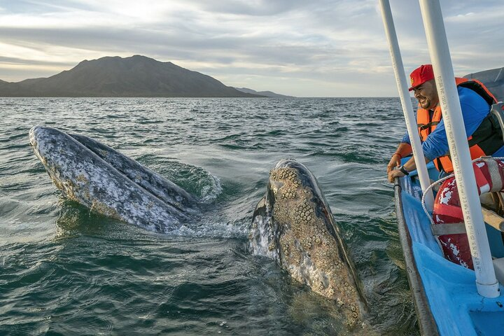 Gray Whales Watching in Magdalena Bay - Photo 1 of 6