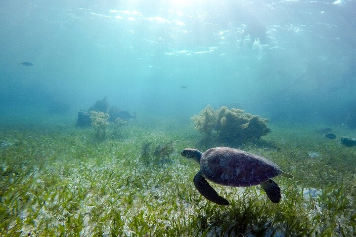 Half Day Private Experience with Turtles and Cenote - Photo 1 of 7