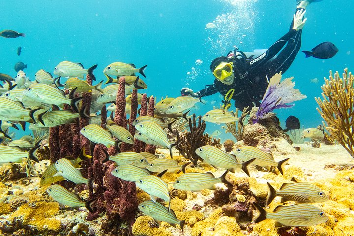 Half-Day Scuba Diving in Playa del Carmen for Small-Group - Photo 1 of 13