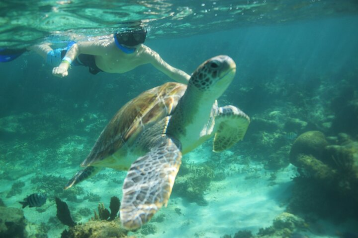 Hidden Cenote Swim, Snorkeling With Sea Turtles and Beach Club Lunch