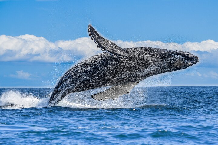 Humpback whale watching pick up in La Paz - 10 hrs super VIP tour - Photo 1 of 7