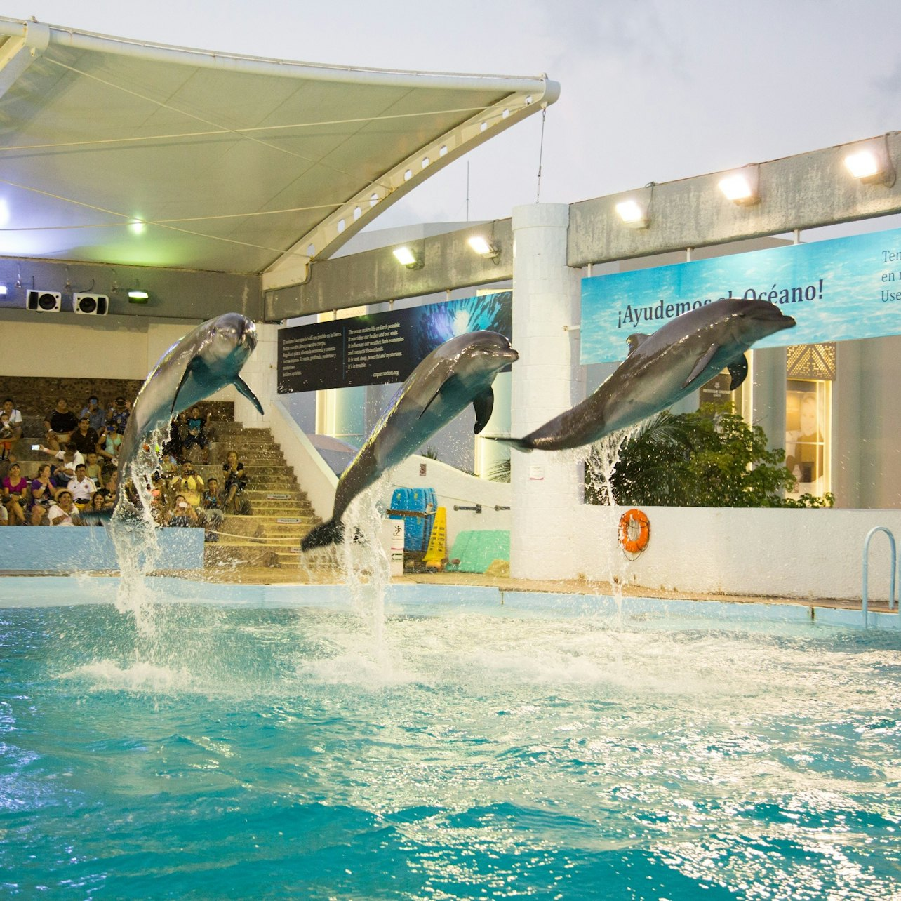 Interactive Aquarium Cancún: Entry Ticket + Dolphin Show - Photo 1 of 4