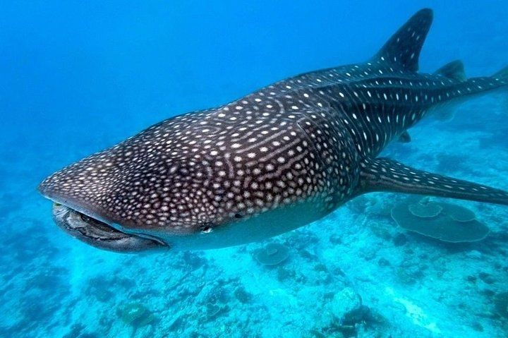 La Paz Mexico Whale Shark Rendezvouz - Photo 1 of 3