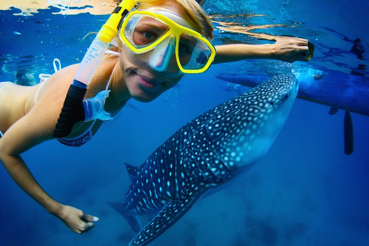 Los Cabos Whale Shark Snorkeling Tour Including Lunch in La Paz