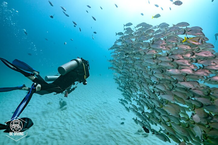 Local Dive in Playa del Carmen - Photo 1 of 9