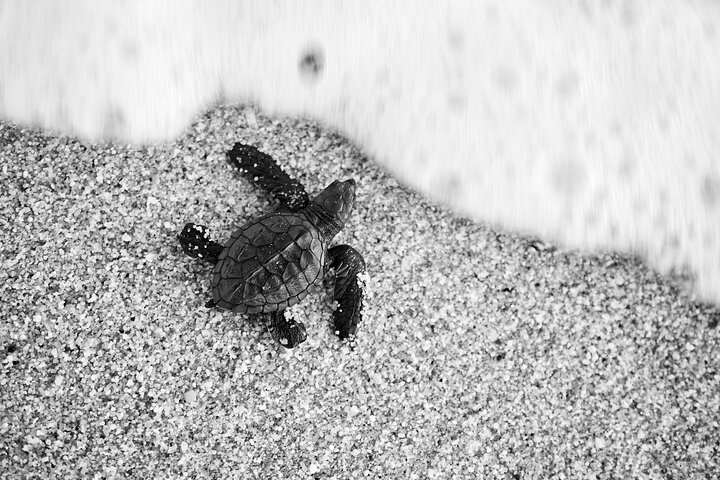 Los Cabos turtle release conservation program - Photo 1 of 12