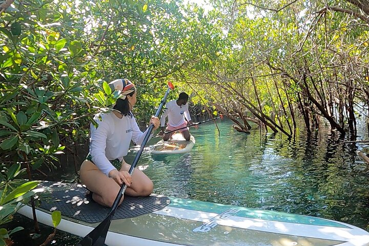 Mangrove Paddleboarding Experience in La Paz - Photo 1 of 10