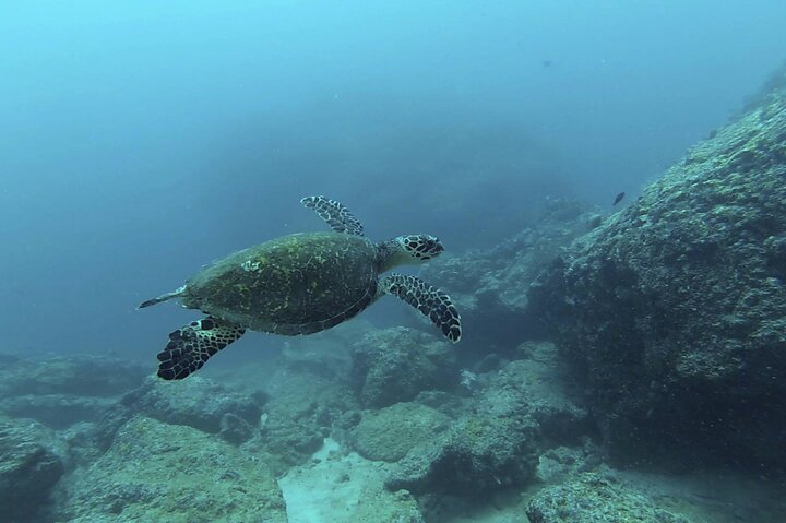 Marietas Islands National Park Excursion for Certified Divers - Photo 1 of 9