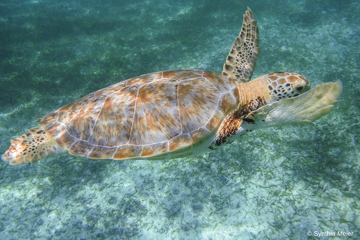 Marine turtle