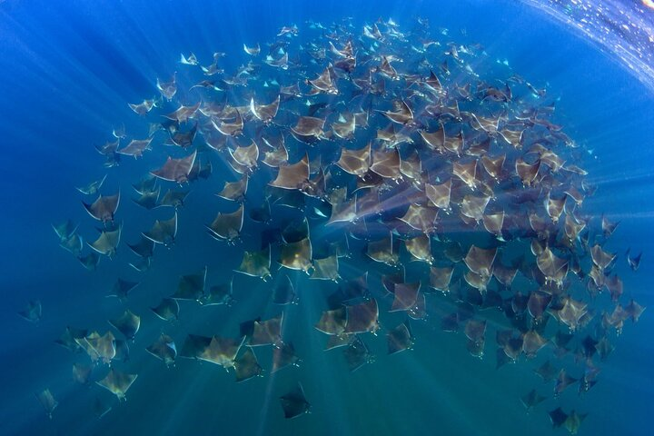 Mobula munkiana 