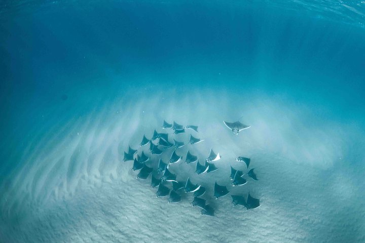 Mobula Mantas in Cabo San Lucas