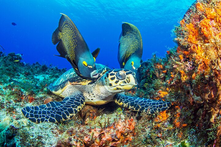 PADI Discover Scuba Diving Program in the Riviera Maya - Photo 1 of 7