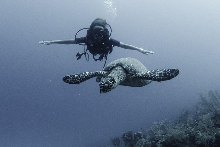 PADI Discover Scuba Diving - Photo 1 of 7