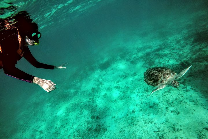 Private Cenote & Snorkeling Tour with Turtles in Akumal - Photo 1 of 10