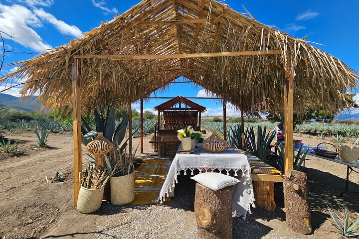 Private Lunch in Mezcal Maguey Fields  - Photo 1 of 9