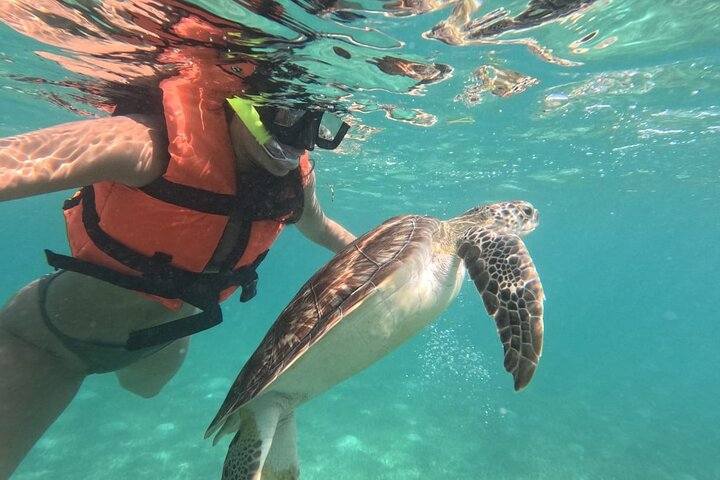 Private Snorkeling with Sea Turtles in Akumal Beach - Photo 1 of 25