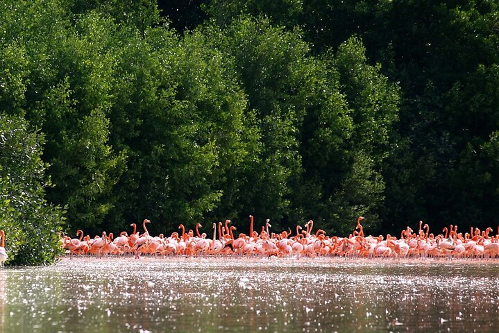 Private Tour Celestun Flamingo Watching and Beach  - Photo 1 of 16