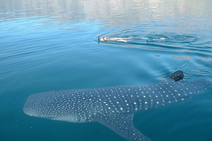 Private Tour Swimming With Whale Shark From Tulum - Photo 1 of 6