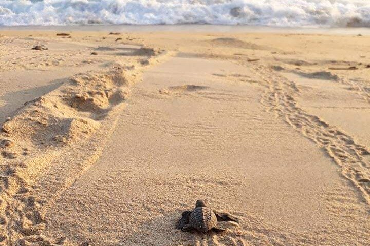 Private tour to release turtles with tickets included - Photo 1 of 6