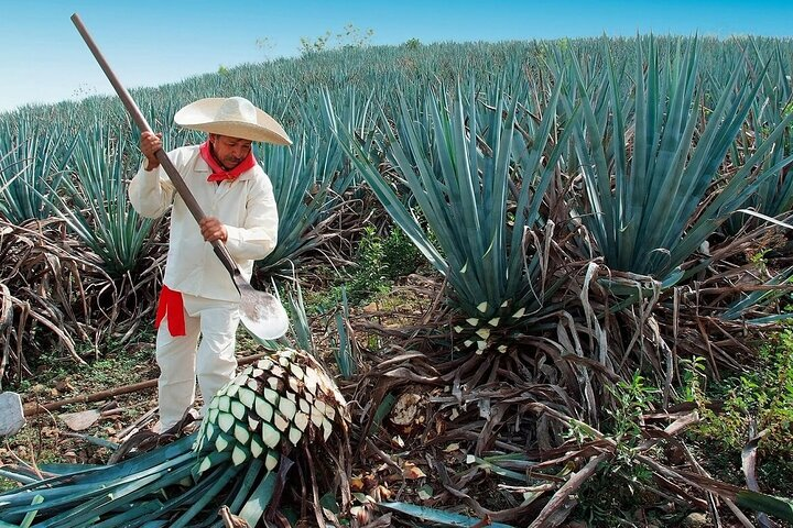 Private Transfer from Guadalajara to Tequila - Photo 1 of 3