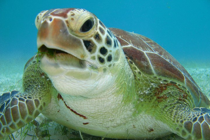 Private Turtle Discovery in Akumal - Photo 1 of 6