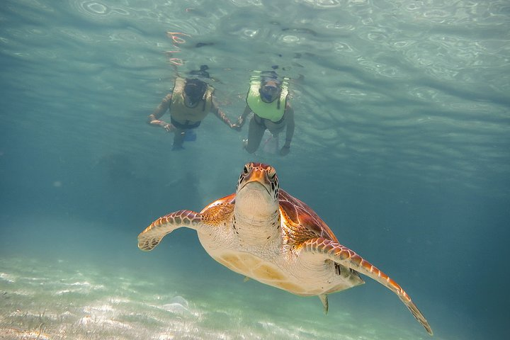 Private Turtles & Cenotes Adventure  - Photo 1 of 8