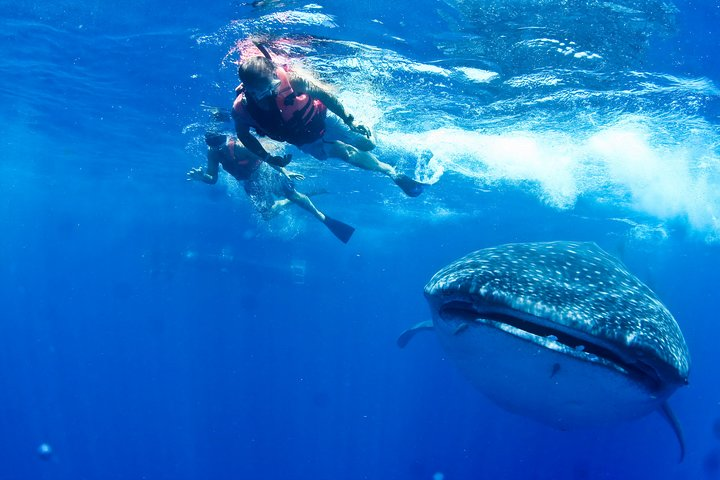 Private Whale Shark All Inclusive Experience  - Photo 1 of 6