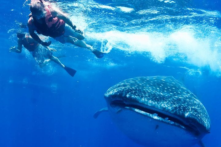 Private Whale Shark Ecofriendly Tour from Riviera Maya - Photo 1 of 9