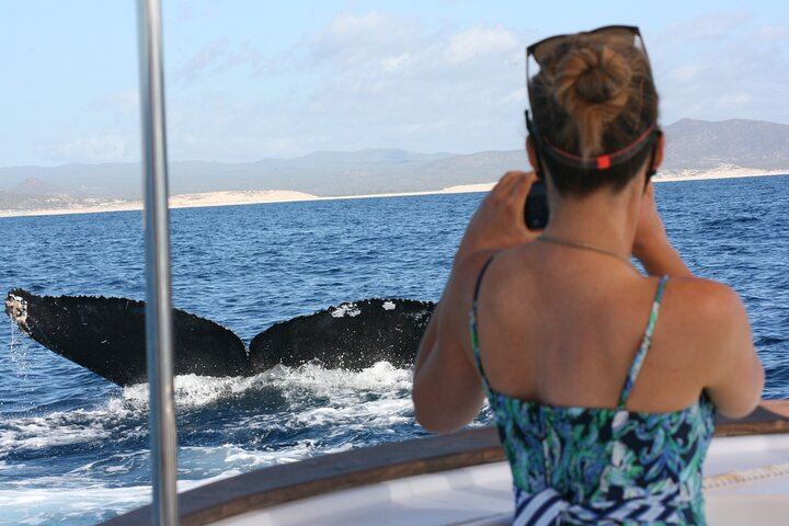 Our private whale watching tour customizes your needs to what suits your family or group the best.