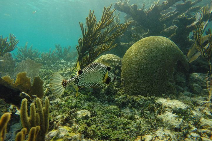 Yucatan Outdoors_Reef Snorkeling