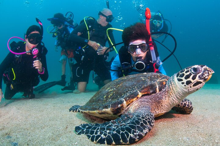 Scuba Diving Arcos or Marietas Vallarta Undersea - Photo 1 of 25