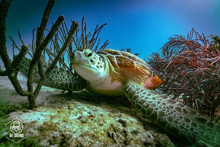 Scuba Diving in Cozumel Island - Photo 1 of 9