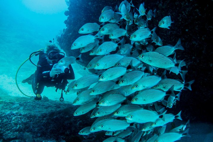 Scuba Diving with a 5-Star PADI Center in Puerto Vallarta - Photo 1 of 18