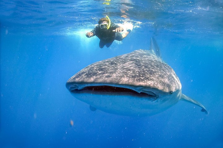 Shark Whale La Paz-Los Cabos - Photo 1 of 9