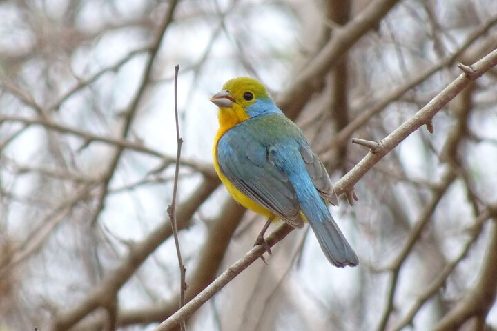 Sierra Madre highland birds (Tuito) - Photo 1 of 12