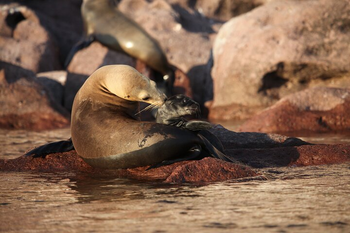 Sea Lions at Los Islotes