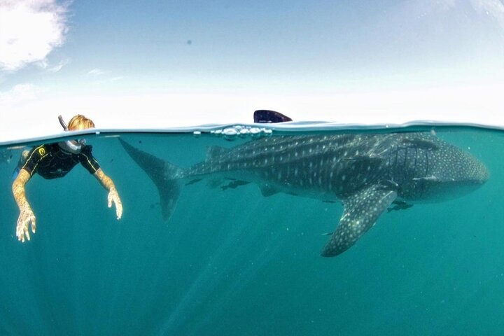 Small group Whale Shark snorkeling in La Paz BCS MX - Photo 1 of 8