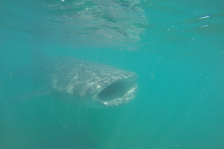 Snorkel Tour with Whale Shark in La Paz - Photo 1 of 8