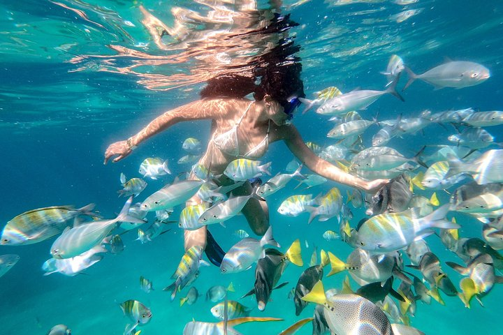 Snorkeling at Pelicans Rock - Photo 1 of 6