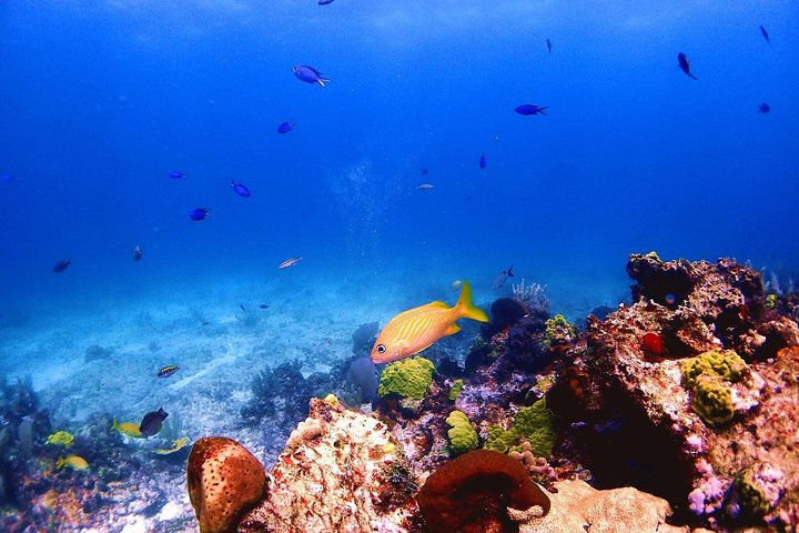  SPECIAL! Snorkel at MUSA - The Underwater Museum Reservation - Photo 1 of 9