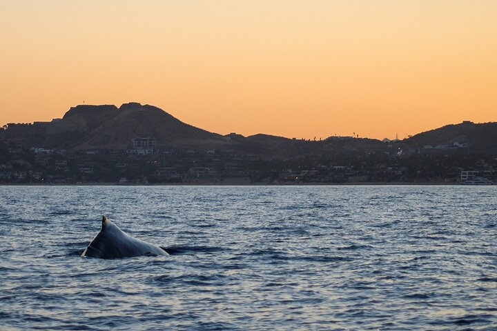 Sunset Whale Watching in San Jose del Cabo - Photo 1 of 11