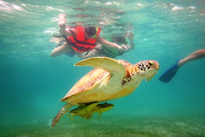 Swim with sea turtles - Photo 1 of 25