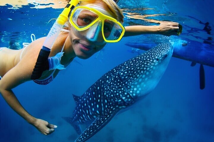 Swim with Whale Shark from La Paz - Photo 1 of 9