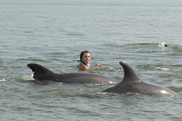 Swimming with wild dolphins