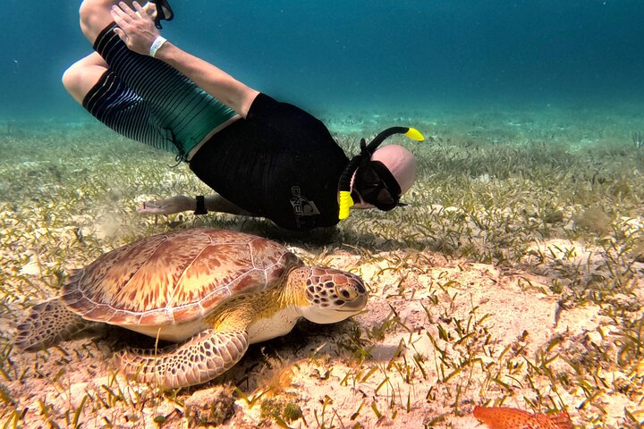 The Cozumel Turtle Sanctuary Snorkel Tour - Photo 1 of 25