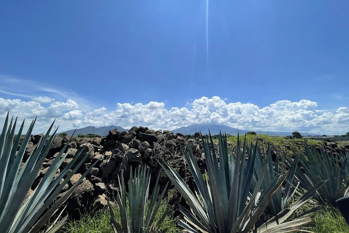 The Essence of Tequila Experience - Photo 1 of 11