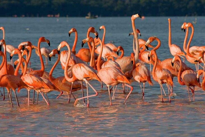 Tour to Celestun and see the flamingos - Photo 1 of 10