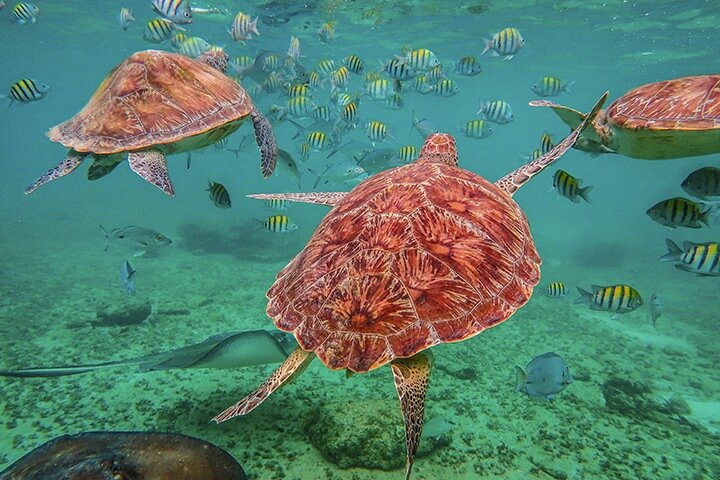 Snorkel with Sea Turtles