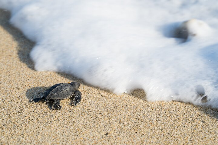 Turtle Release Escobilla Sanctuary - Photo 1 of 7