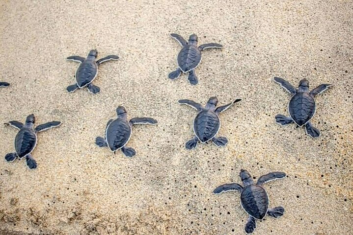 Turtle Release Playa Blanca - Photo 1 of 4